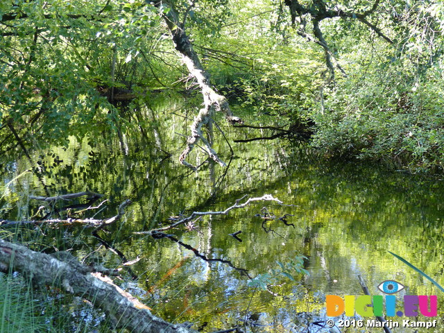 FZ032348 Lake in forest